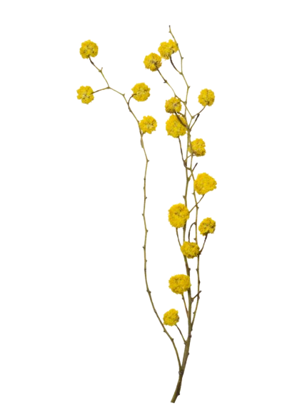 Flor