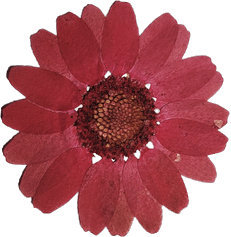 Flor